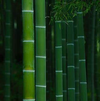 Buy Handmade Eco-Friendly Incense Sticks online. Made in Ohio.