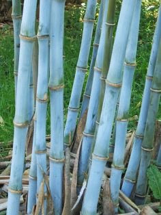 Buy custom made scented Astrology 7 Day Prayer Candle online.