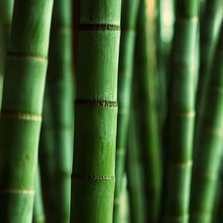 Buy Handmade Eco-Friendly Incense Sticks online. Made in Ohio.