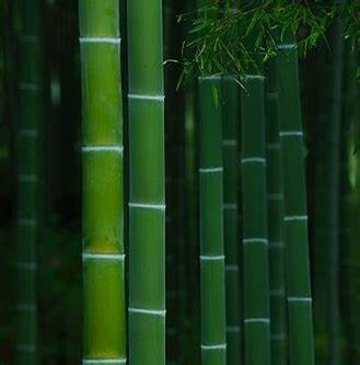 Buy custom made nontoxic soy-coco wax melts in 4 Packs. Custom, made to order, in Ohio.