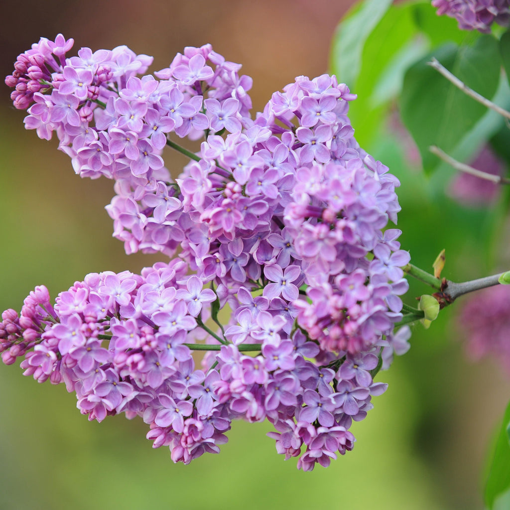 Buy custom made scented Astrology 7 Day Prayer Candle online.