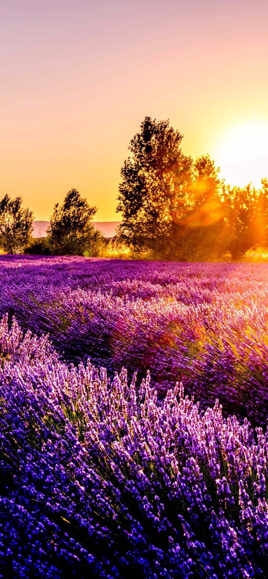 Buy limited edition Pride month candles online. Scented soy-coco wax blends.