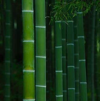 Heavily Scented Wax Melts – Handmade Soy & Coconut Blend – Long Lasting Holly's Hand Poured Hobbies Candle Shop