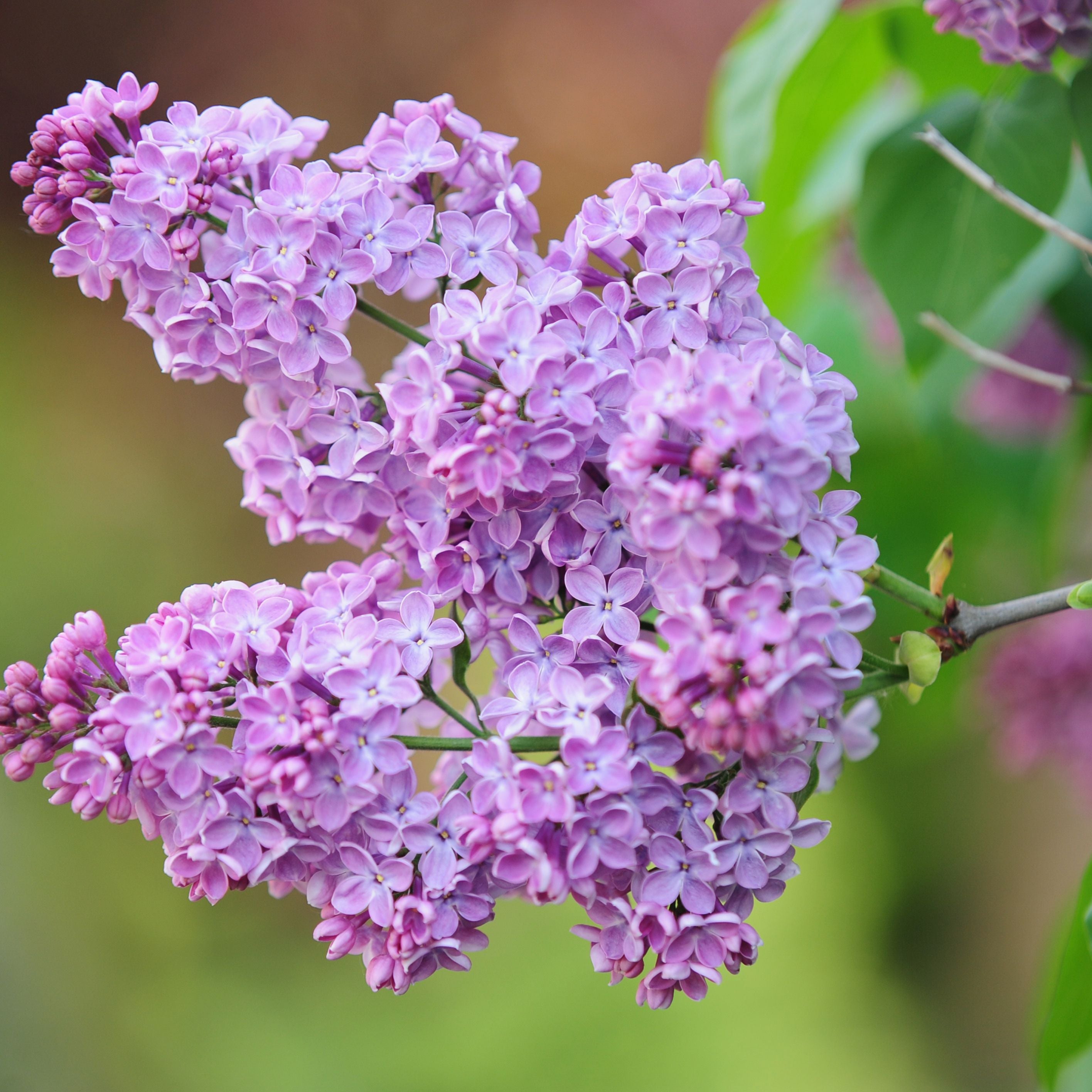 Buy Hand Poured Nontoxic Scented Soy Wax Melts online. Handmade in Ohio.